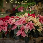 2023_poinsettia_02000_Cottagecore_Charm_17