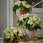 2023_poinsettia_03000_Rustic_Scandi_Chr