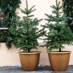 Christmas trees growing in pots near house wall. Potted evergreen small fir at city street, holidays decor