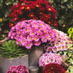 Chrysanthemums in pots with vintage filters