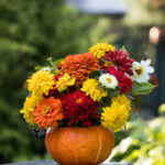 A beautiful autumn bouquet in a pumpkin on a wooden bench in the garden. Garden flowers. Thanksgiving day. High quality photo