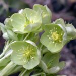 green-hellebore-4273011_1280