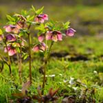 hellebore-4019490_1280