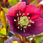 hellebore-4920432_1280