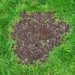 Repair patch on natural grass with morning dew