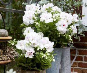Minden, amit tudni érdemes erről az elegáns dísznövényről Ismerjük meg az angol muskátlit (Pelargonium grandiflorum) – az eredetétől és gondozásától kezdve egészen addig, hogy mikor és hol virágzik a legszebben. Hasznos tippek erkélyre, kertbe és lakásba egyaránt.