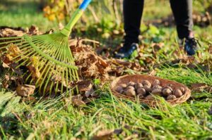 Szeptember – októberi feladatlista Az ősz már nem a régi…Régebben szeptember beköszöntével egyértelmű volt a váltás: hűvös reggelek, harmatos fű, gyors lombszíneződés. Az elmúlt években azonban egyre gyakoribb, hogy a nyárias meleg október közepéig is kitart Magyarországon. Ez a klímaváltozás egyik közvetlen következménye, ami a kertészek időzítését is befolyásolja. A klasszikus őszi feladatok – például a virághagymák ültetése, a gyepfelújítás vagy a fák metszése – olykor heteket csúszhatnak, mert a talaj és a növények még nem „érzik” az őszt.